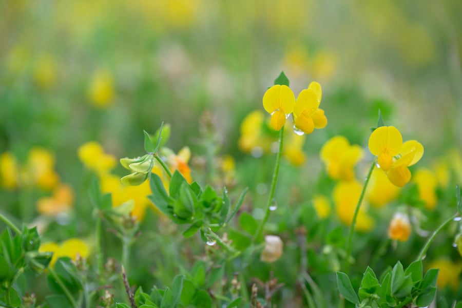 周辺には、小ぶりながらも鮮やかな黄色の花が目をひくミヤコグサも。