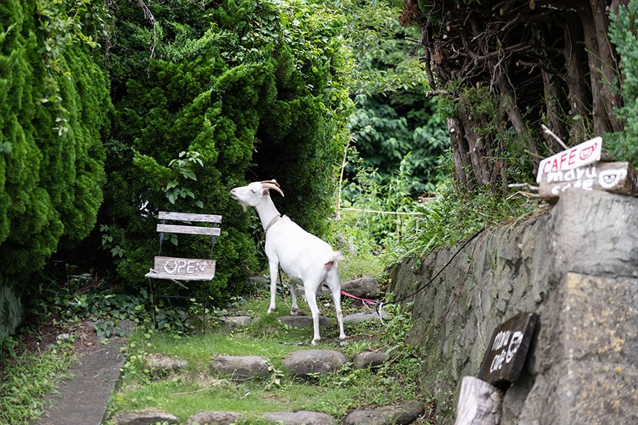 お隣には白ヤギも住んでいて、ときどきmaru caféに遊びに来てくれます。