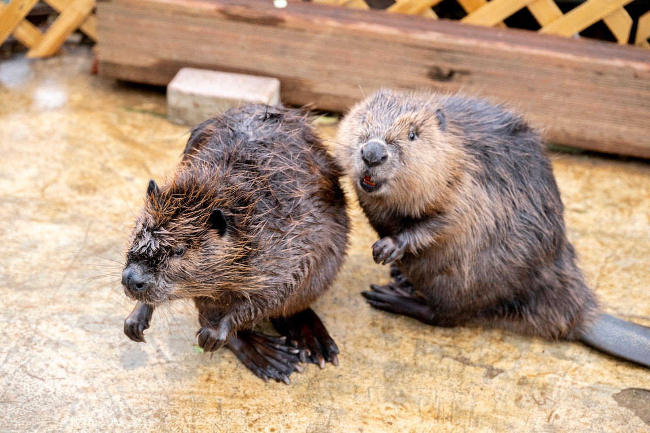 左から：メスのヤマブキとオスのねむ。
