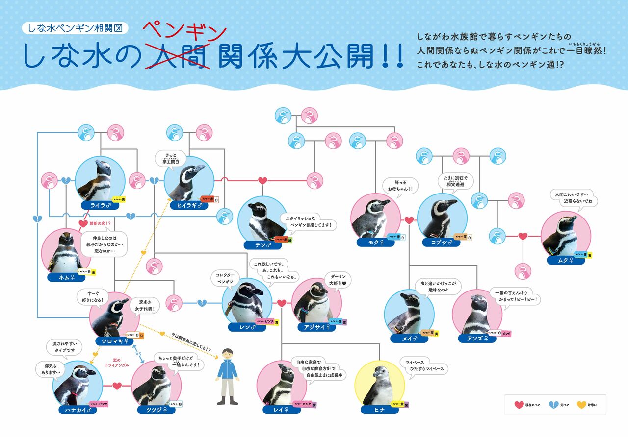 しながわ水族館に掲示された最新版「しな水ペンギン相関図」