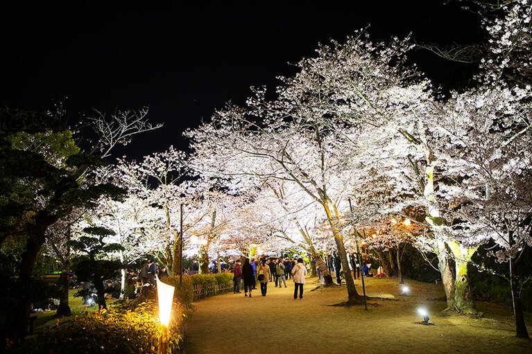 栗林公園 春のライトアップ。