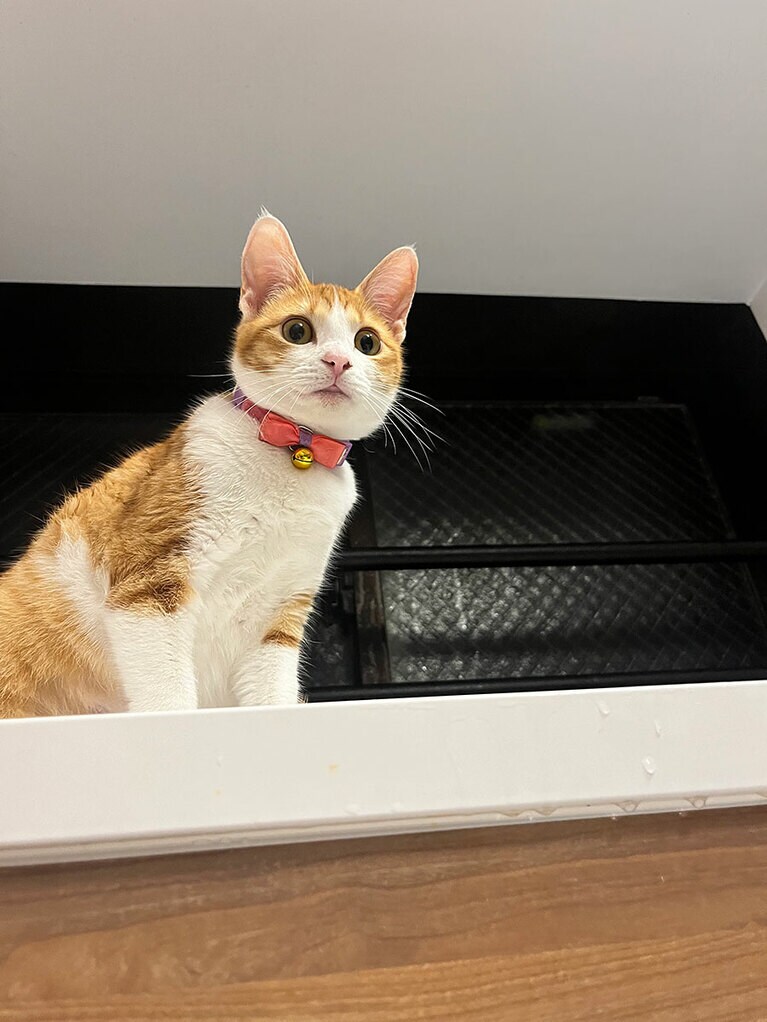 チャミ ♀ 1歳。マイペースなかわい子ちゃんです。