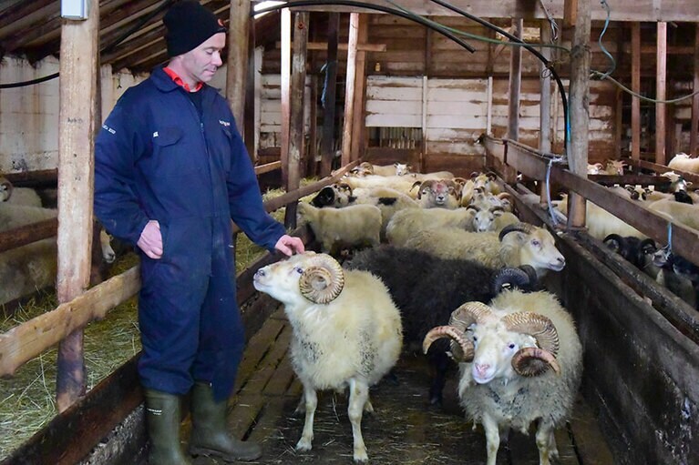 きれいな水と空気でストレスなく育った羊たち。
