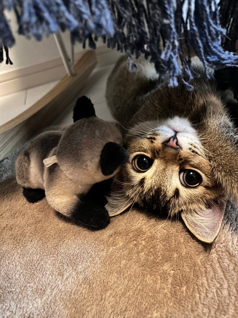 Core ♂ 8カ月。甘えん坊なCore君。先住猫のNICO君を撮ってて横を見たらこんなかわいい顔して僕も撮って♡と言ってるようでした（ニコニコさん）