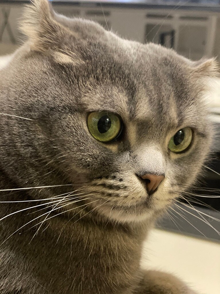 ko ♂ 4歳。毎日撮影しているので、カメラに慣れてくれているので、おすましも大得意です。