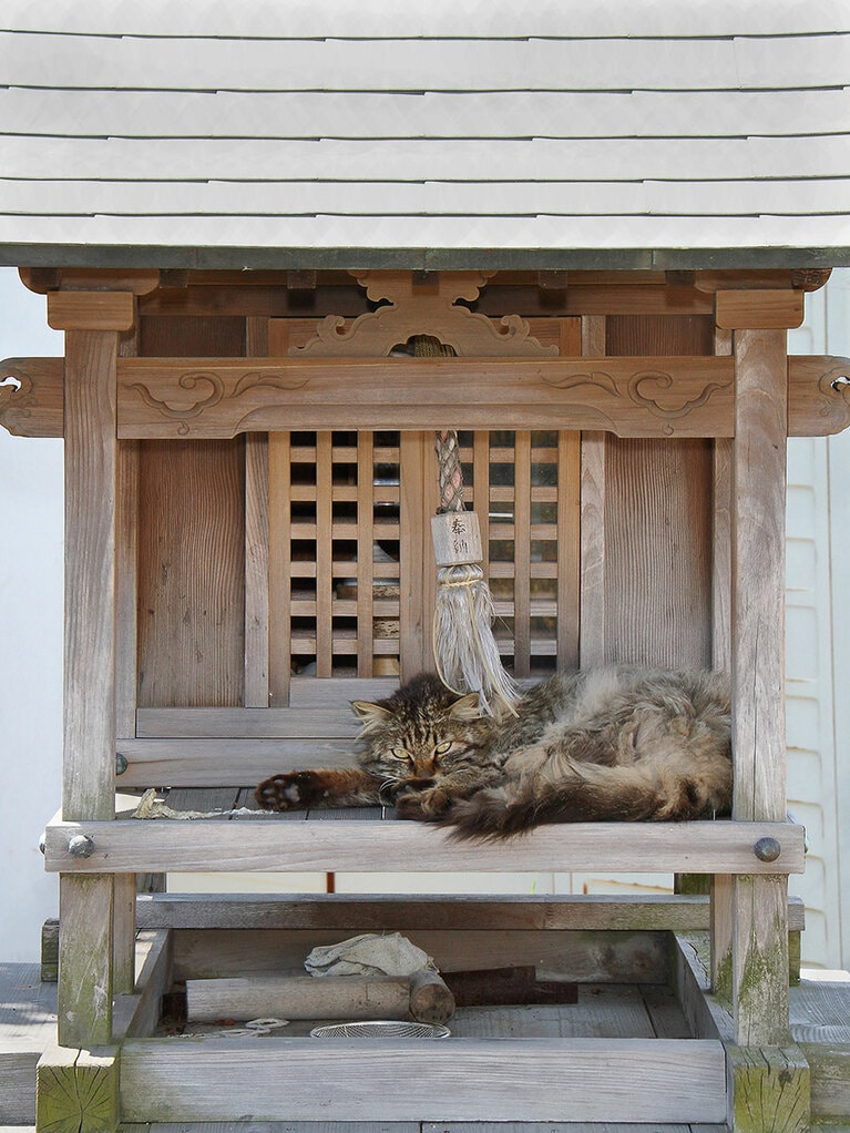 「ニャ？『初詣参拝』なら3日で終わったのニャ！　ちゅ～るをお供えして、とっとと拝んでいくのニャ！ 『猫神様』は昼寝したいのニャ!!」