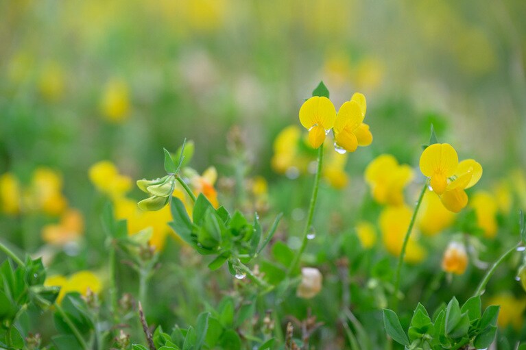 周辺には、小ぶりながらも鮮やかな黄色の花が目をひくミヤコグサも。