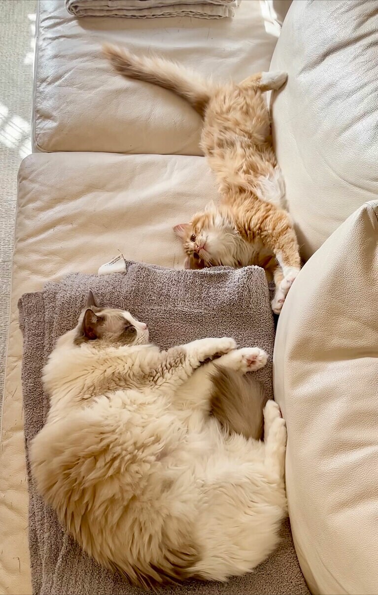 ミミンヌ ♀ 5歳。アンヌ ♀ 4か月。まだ家にきて1ヶ月のアンヌ。やっとお姉ちゃんミミンヌとの距離も縮まり始めたころの1枚。爆睡ミミンヌにちょっかいを出す妹アンヌとの平和な日常。