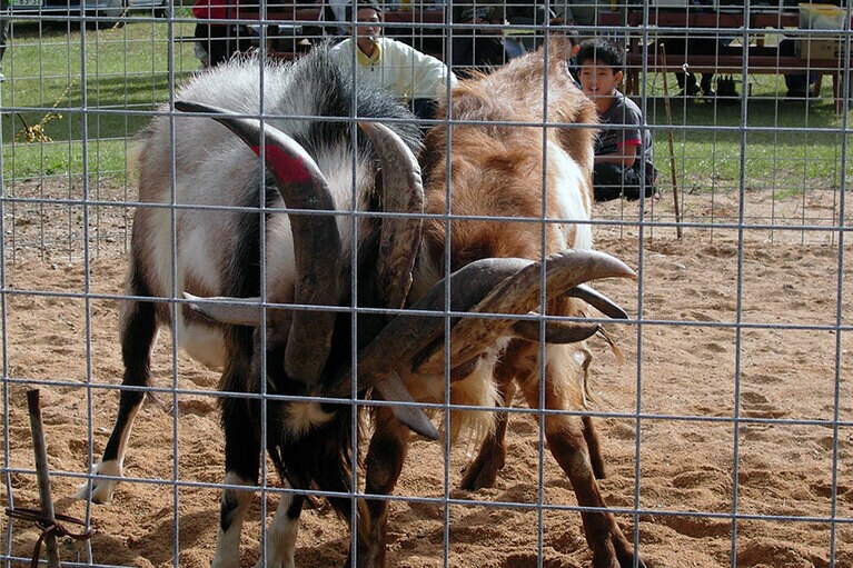 この角のデカさ！ これでも「めぇ～」とかわいく鳴きます。これはかつての闘ヤギ風景。