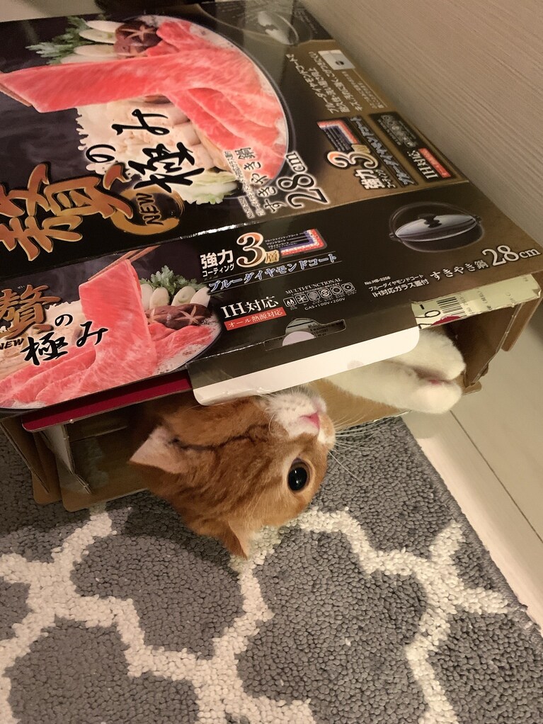 マサムネ ♂ 4歳。鍋を食べてたら……（purnamaさん）