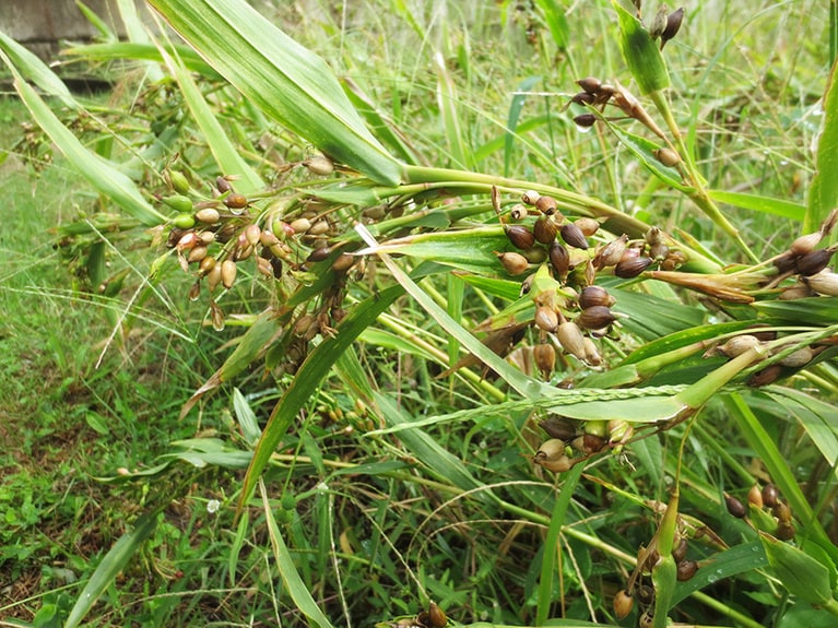 はとむぎが実った様子。10月に収穫されます。