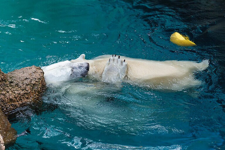 イッちゃんとライ。