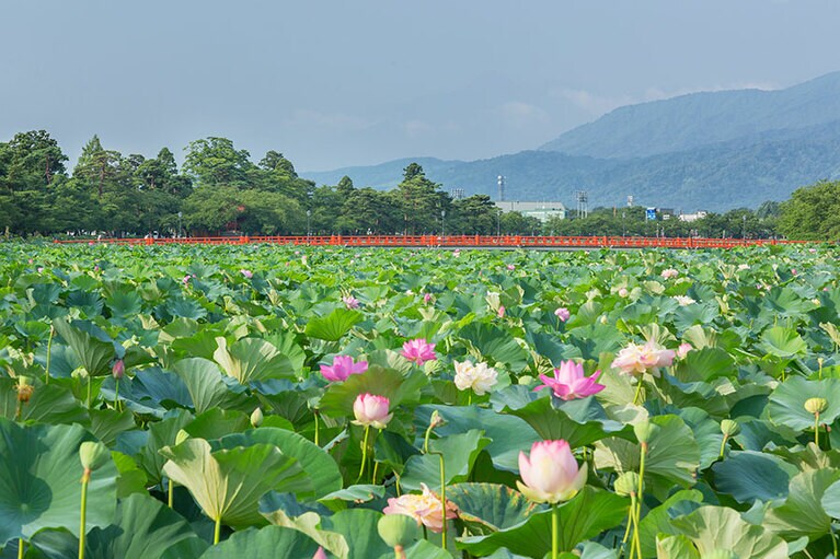 【新潟県】高田城址公園観蓮会。
