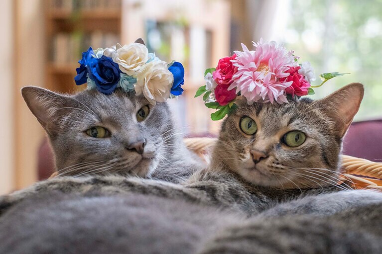 なつくん ♂ 6歳・ゆずちゃん ♀ 6歳。