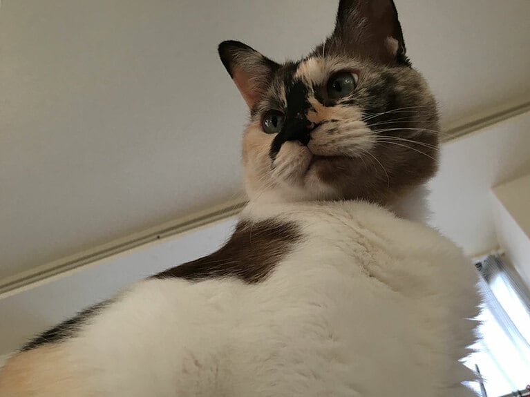 のんたん ♀ 9歳。