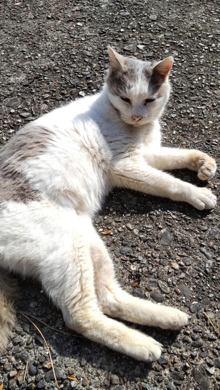 まつざかさん ♀ 20歳。一緒に日向ぼっこしていた時の写真です♪