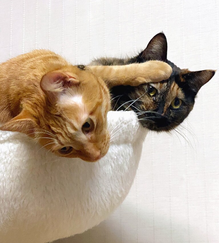 チャイとペコ 2歳。やんちゃなチャイ(茶トラ♂)とマイペースなペコ(サビ♀)の仲良し兄妹。 狭いカゴに毎日一緒に入る姿が愛くるしいです。