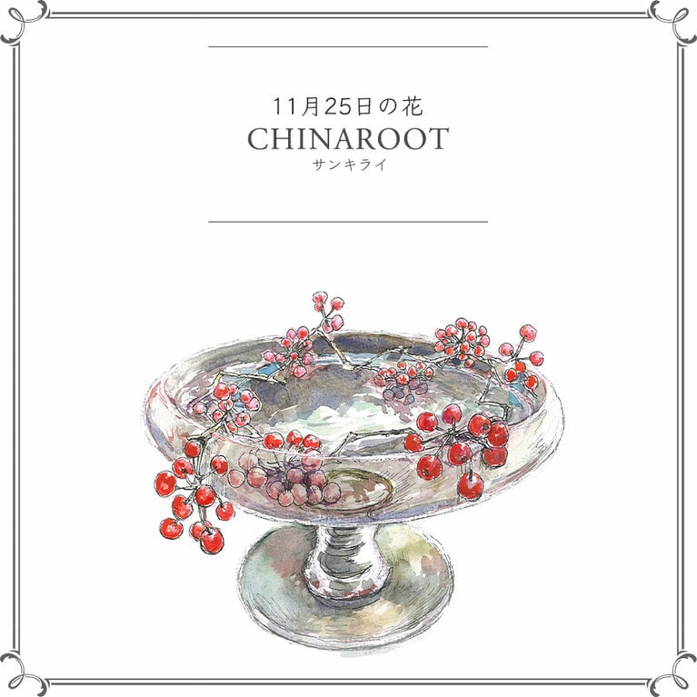 11月25日の花「サンキライ」