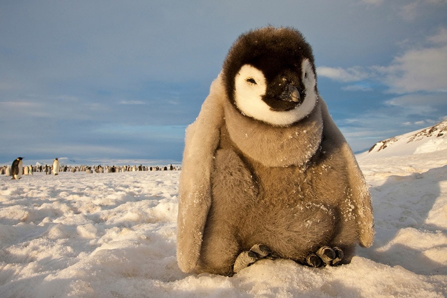 南極に生息するコウテイペンギンの繁殖は氷河を必要としているため、氷の減少が命取りになる。©Paul Nicklen