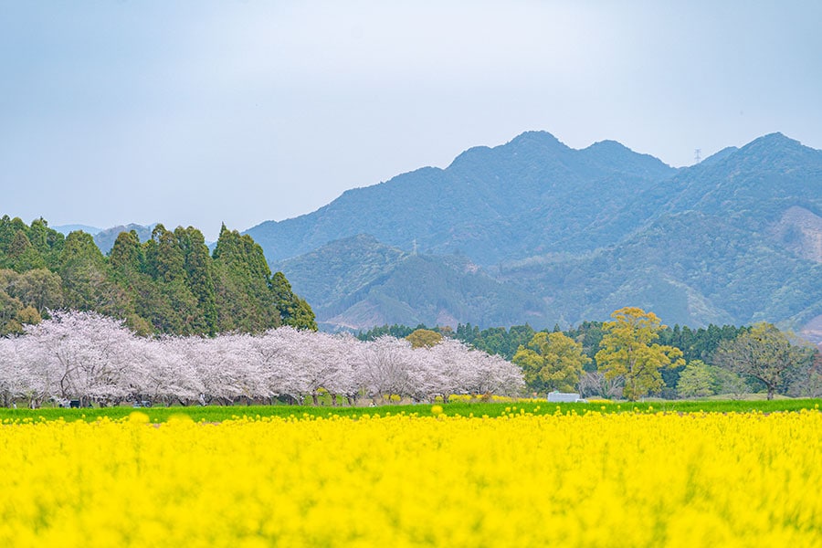 西都原古墳群の桜と菜の花。写真提供：宮崎県観光協会