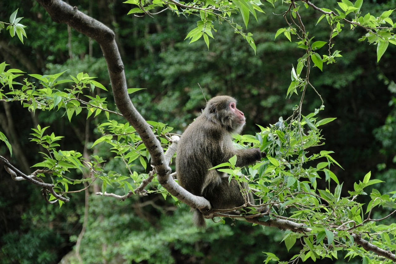 森に生息するヤクシマザルも、ときたま顔を見せてくれます。