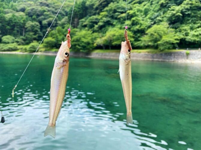 白く見える砂地に仕掛けを落とすとシロギスが釣れる