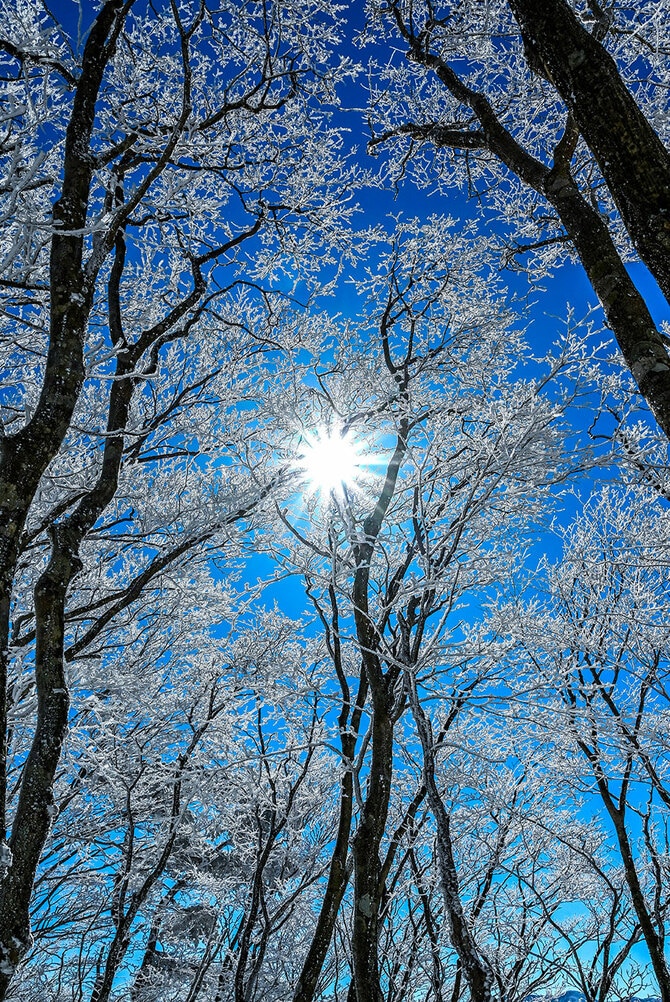 高見山の霧氷。