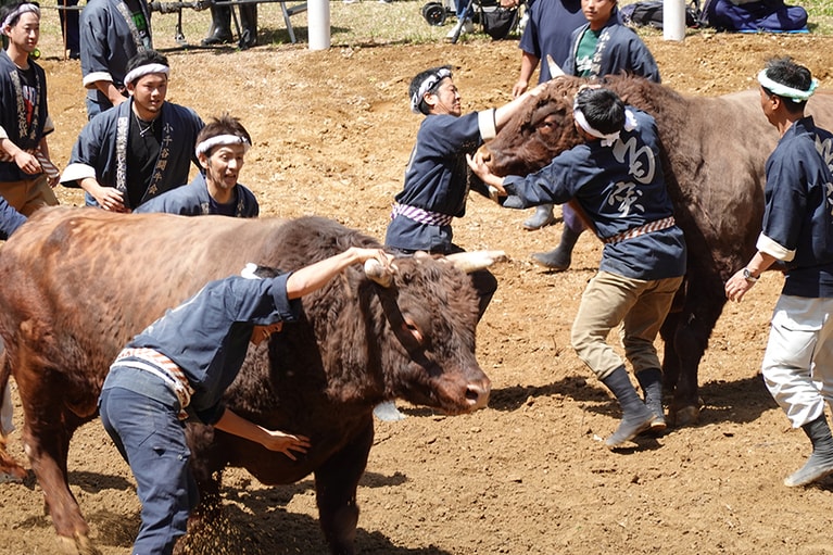 「鼻をとられた」牛はおとなしくなる。