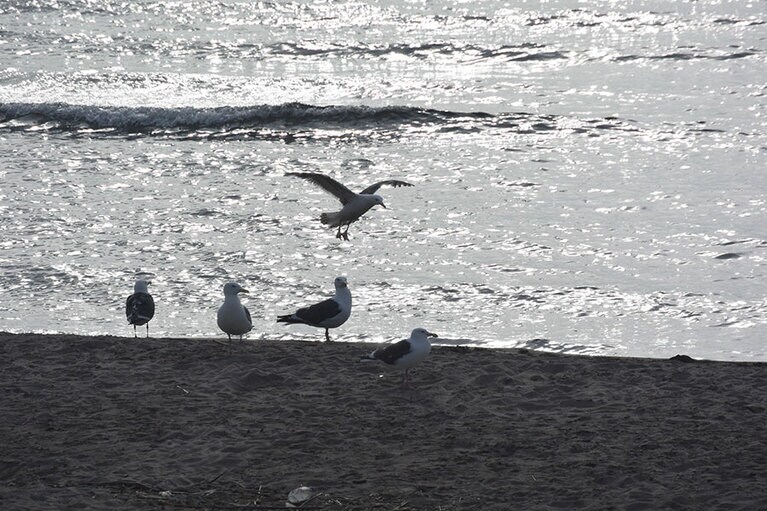 強気なカモメの群れは、近寄ってもギリギリまで逃げようとしません。ちょっぴり恐怖!?