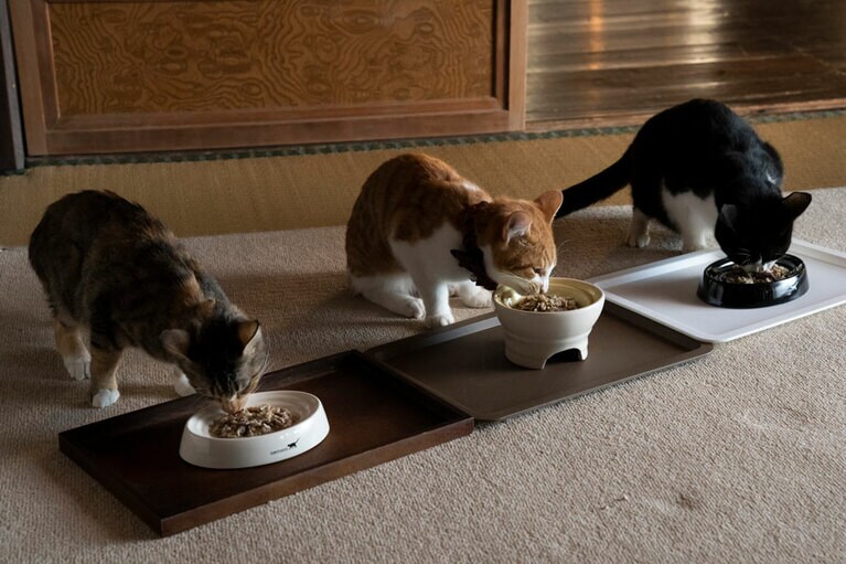 ©2022「ねこ物件」製作委員会