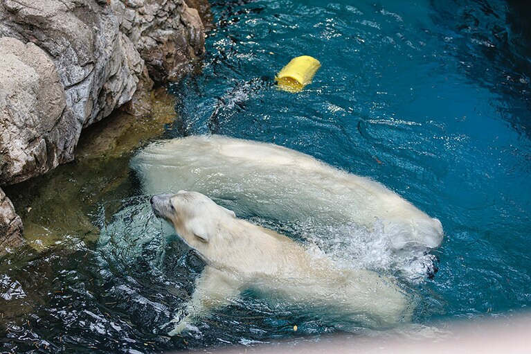 イッちゃんとライ。