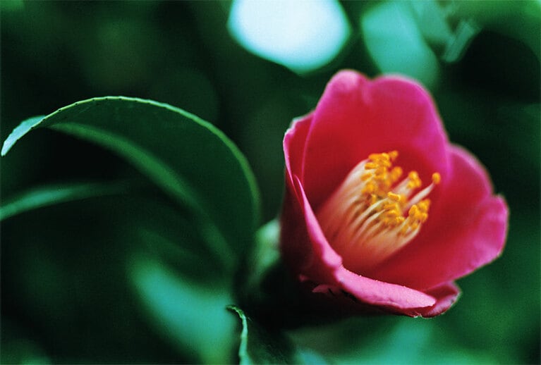 古くからツバキの名所として知られる五島列島。毎年2～3月にかけて「つばきまつり」が開催される。