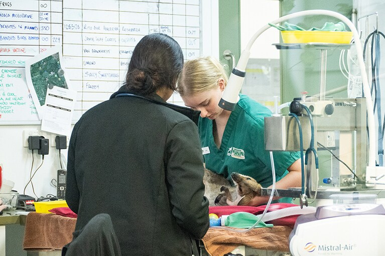 この日も小さなカンガルーが手当てを受けていました。