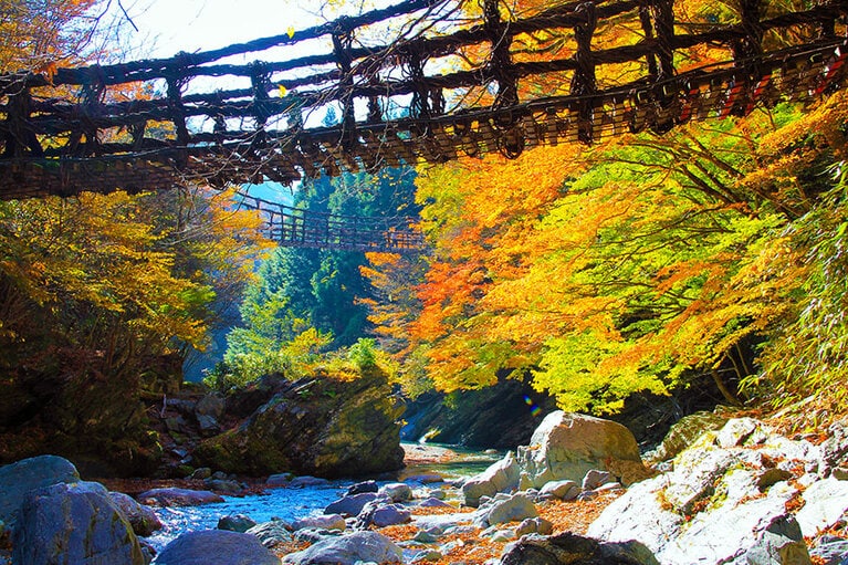 【徳島県】奥祖谷二重かずら橋の紅葉。