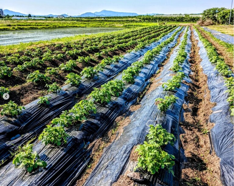 野菜を作っている畑。