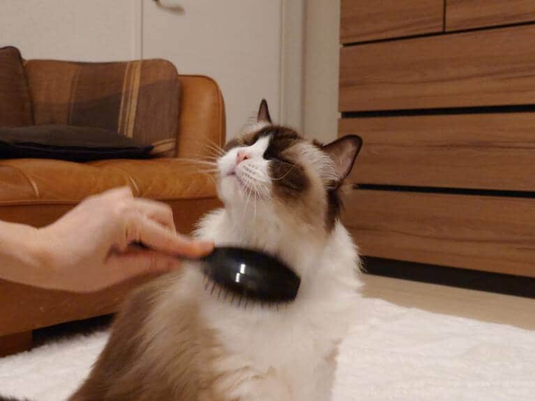 甘えん坊部門2位：リリー ♀ 13歳。