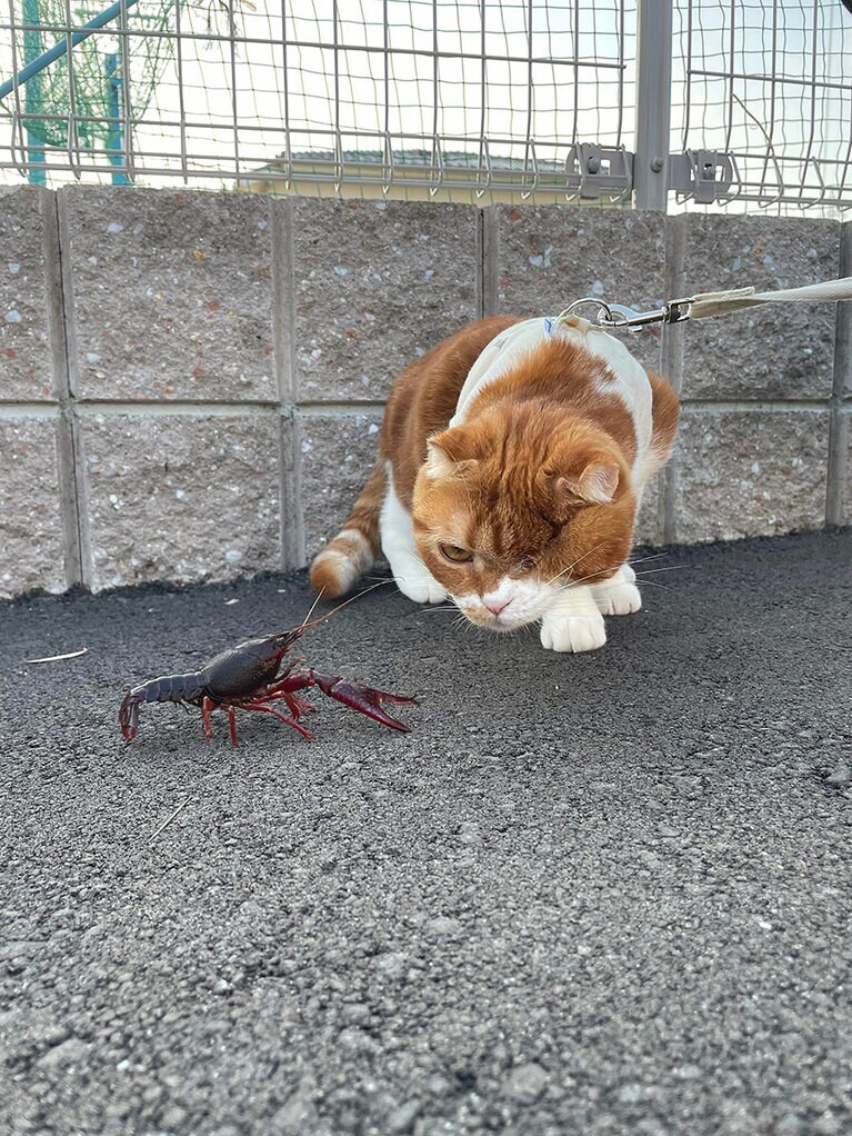 マサムネ ♂ 4歳。俺は強い！（purnamaさん）