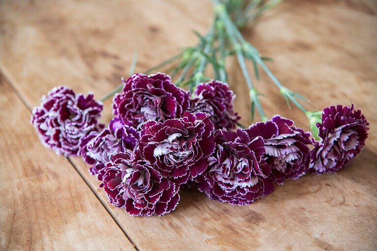 カーネーション(ミネルバ)。