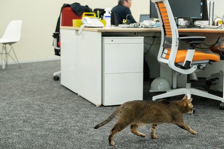 仕事している社員の横を悠然と歩いていく。