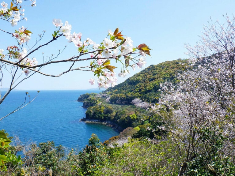 湯の児チェリーライン。