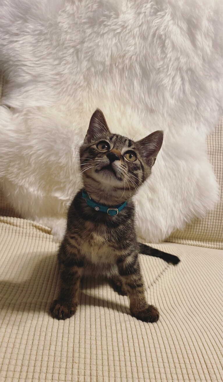 【グランプリNo.5】しんば ♂ 0歳。おやつくれるの〜？？