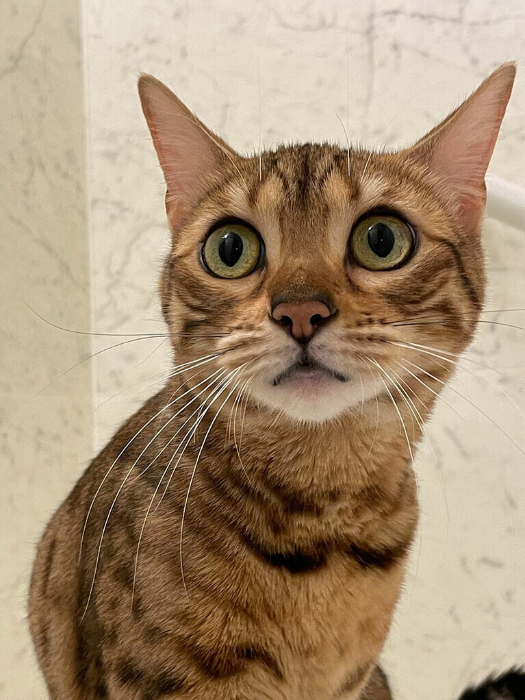 蝉丸 ♀ 1歳。お転婆な女の子です。