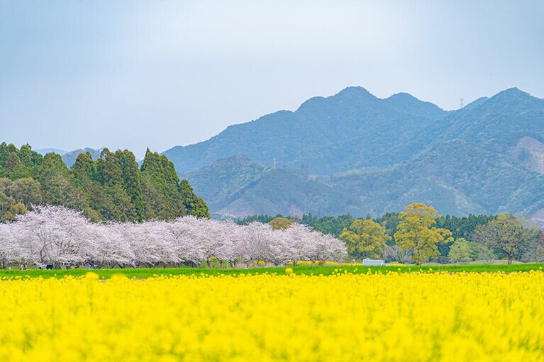 【宮崎県】西都原古墳群の桜と菜の花。写真提供：宮崎県観光協会