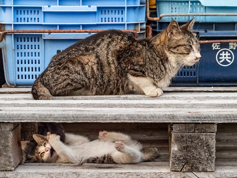 「かあちゃんのしっぽ……かぶりついたらビックリするかニャ♪」「……下から気配……また、ろくでもないことしようとしているのニャ……」