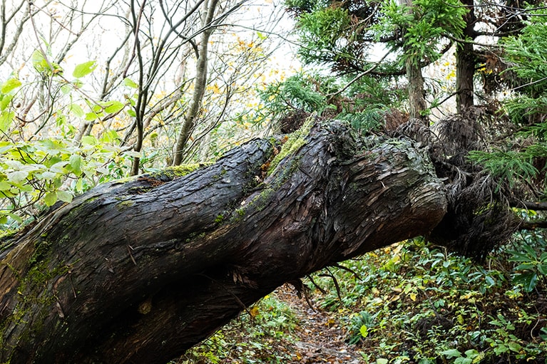 登山道には風雪に耐えながら大きく育った奇木もあちこちに見られます。