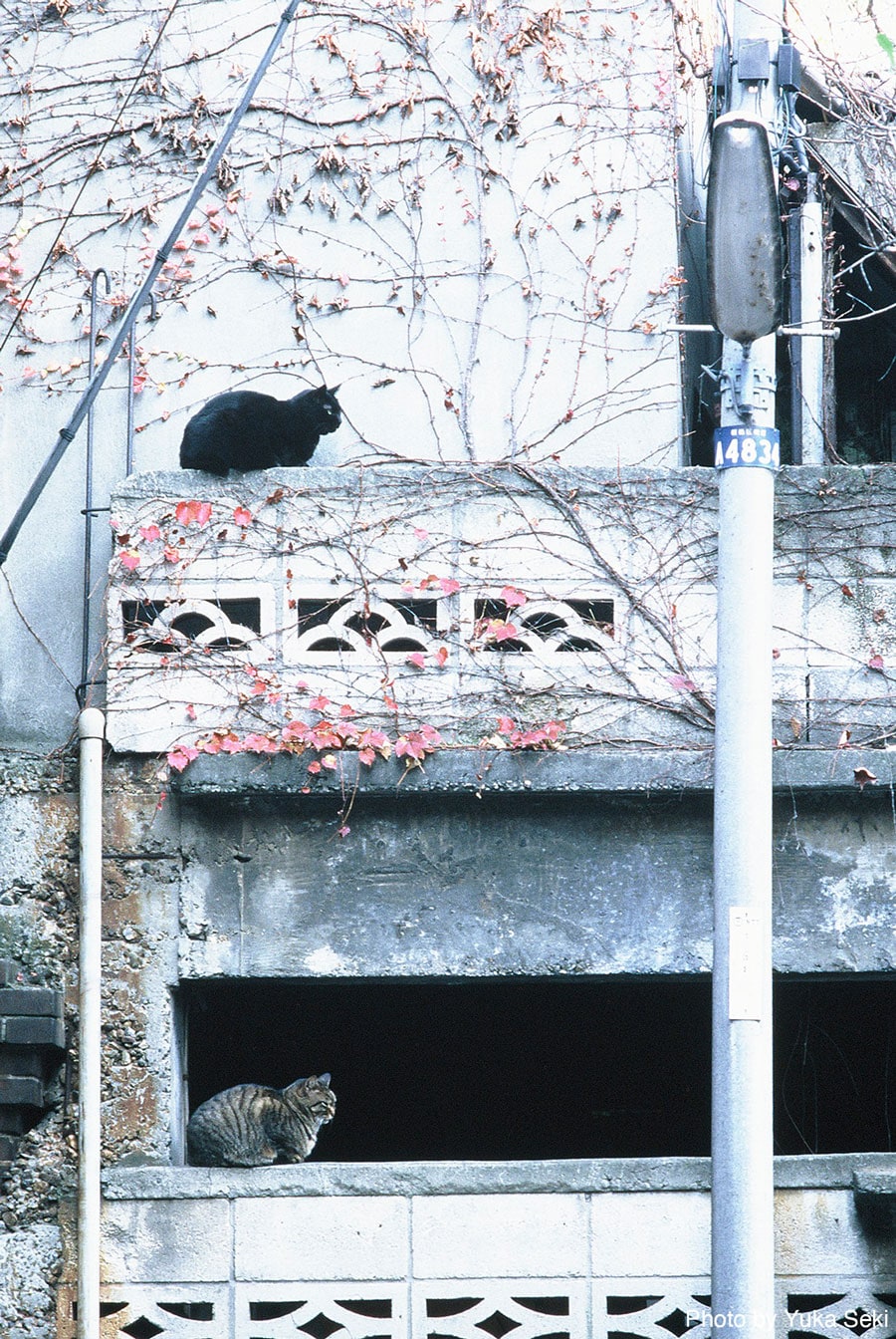 【シンクロにゃんず篇】まったく同じフォルムの猫ちゃん。2004年10月、東京・下町で撮影。