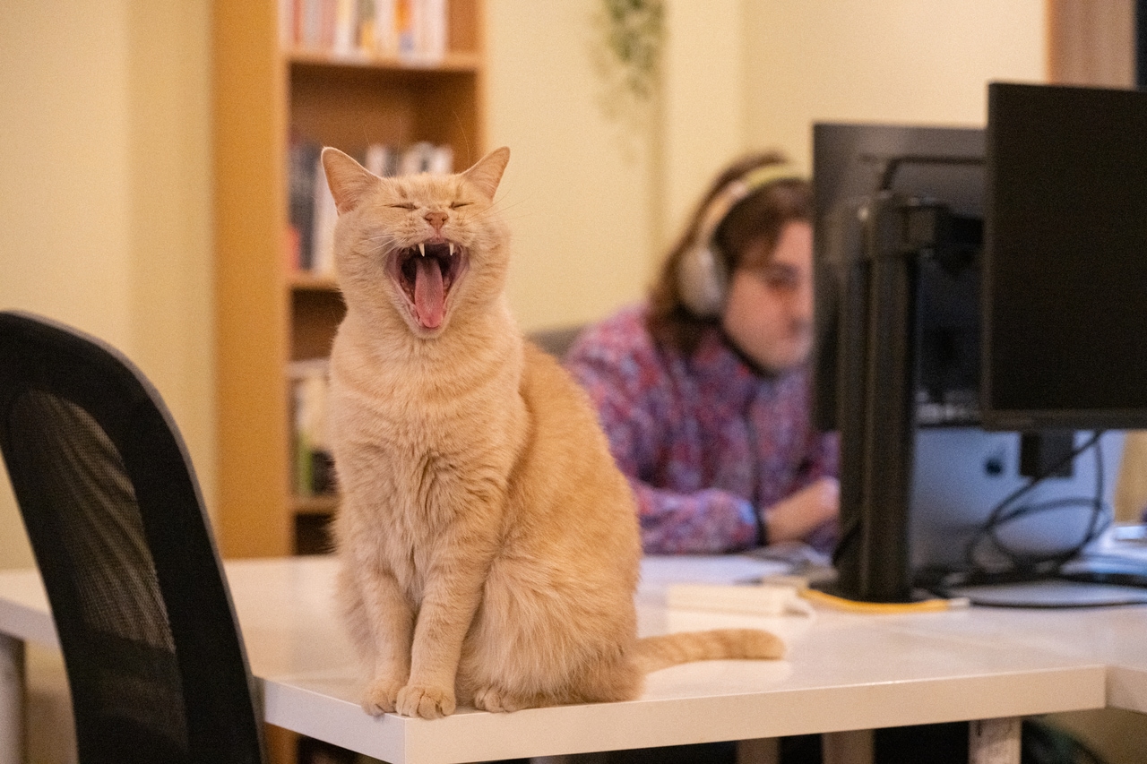 「人間は大変だニャ」と言っているかのような表情。