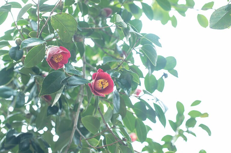冬から春にかけて可憐な花を咲かせる椿は、天草西海岸のシンボル。