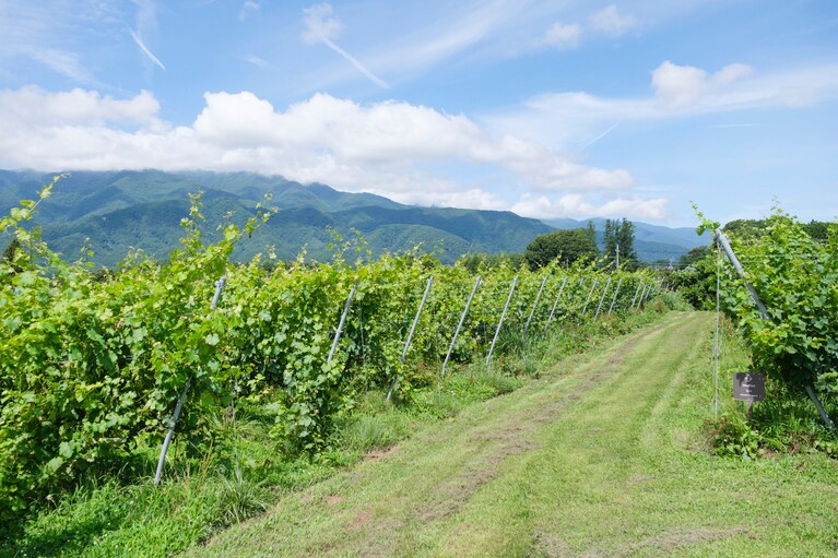 夏の葡萄畑はエネルギッシュ。