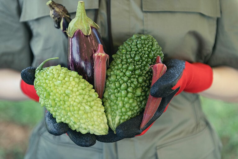 ゴーヤの旬は夏。栄養価も高い。